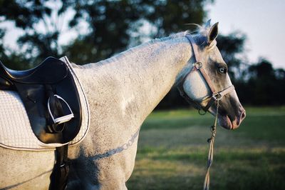 Close-up of horse with black saddle outdoors