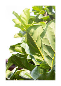 Close-up of leaves over white background