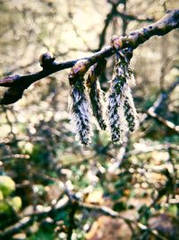 Close-up of dead plant on branch