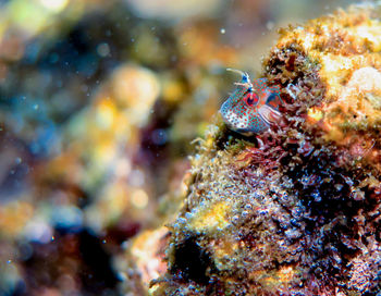 Close-up of fish underwater