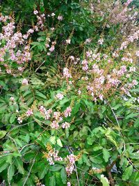 Flowers blooming on tree