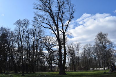 View of bare trees in park