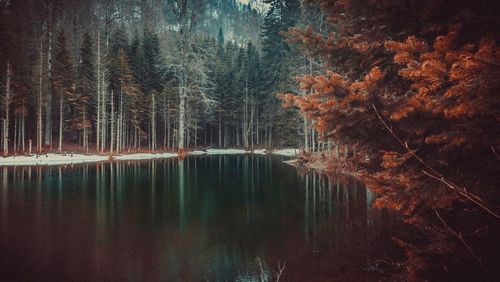 Reflection of trees on lake in forest