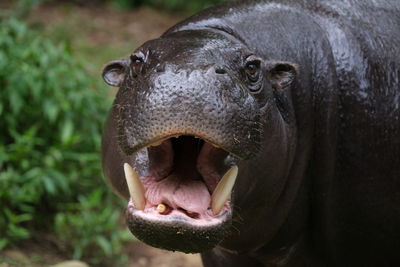 Close-up of an hippopotamus