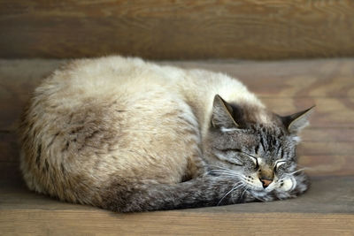 Fluffy cute cat asleep curled up on the background of logs. very sweet cat sleep