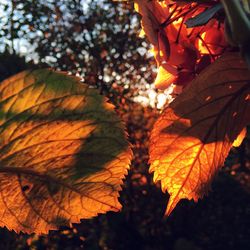 Close-up of autumn leaf on tree