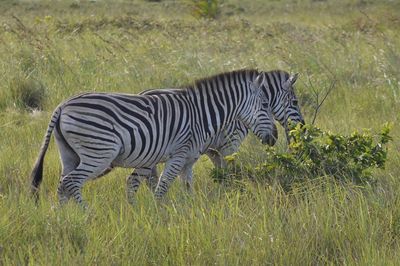 Side view of zebra grazing on field