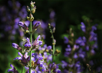 Close-up of purple flowering plants