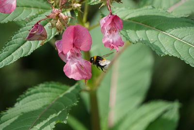 Close-up of bee pollinating on flower