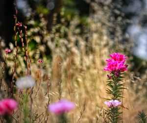 Close-up of pink flowering plant on field