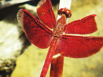 Close-up of insect on red leaf