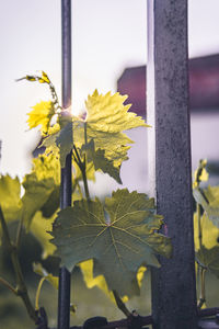 Close-up of yellow flowering plant