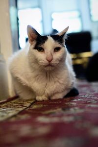 Close-up portrait of cat sitting on floor at home