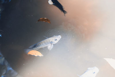 High angle view of fish swimming in water