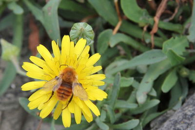 Close-up of bee on yellow flower