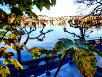 Autumn leaves on tree trunk
