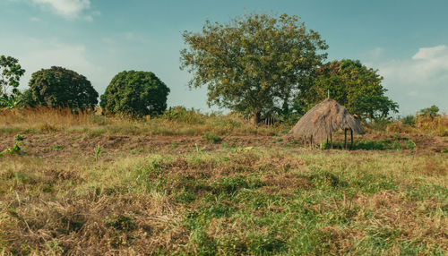Trees on field against sky