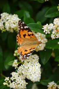 Close-up of butterfly pollinating on flower