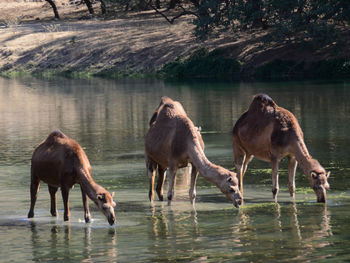 High angle view of drinking camels