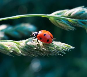 Close-up of ladybug on leaf