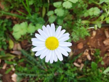 Close-up of white daisy flower on field