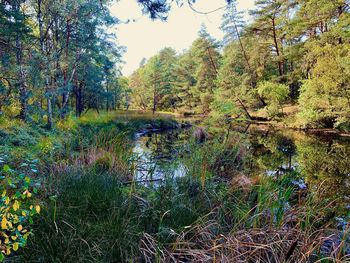Scenic view of forest