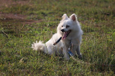 Dog running in field