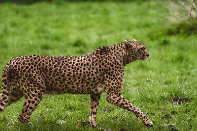 Cheetah running on field