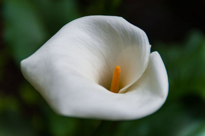 Close-up of flower