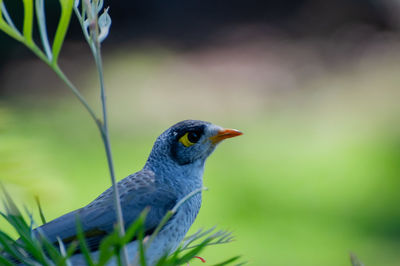 Close-up of bird perching on plant