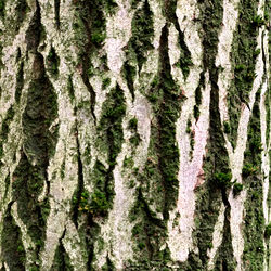 Close-up of moss growing on tree trunk