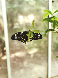 Close-up of butterfly on flower