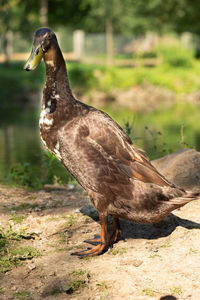 Close-up of a bird looking away