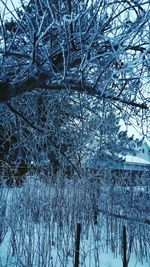 Bare trees on snow covered landscape