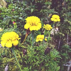 Close-up of yellow flowers blooming on field