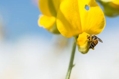 Close-up of bee on yellow flower