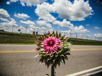 Flower growing on road against sky