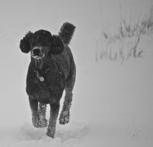 Dog on snow