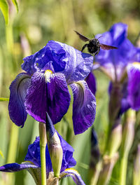 Close-up of bee pollinating on purple flower