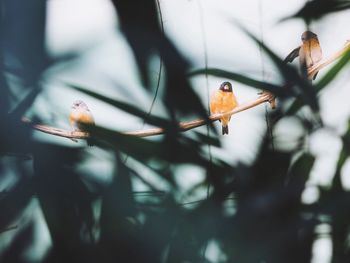 Low angle view of birds perching on wood