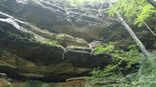 Scenic view of forest