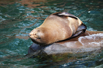 High angle view of sea lion