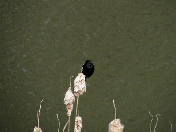 High angle view of bird perching on a lake