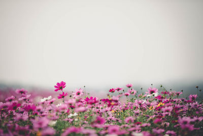 Close-up of pink flowering plants on field