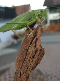 Close-up of insect on tree