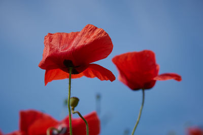 Close-up of red poppy flower against sky