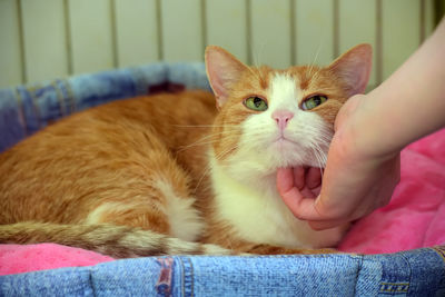 Close-up portrait of cat relaxing on bed