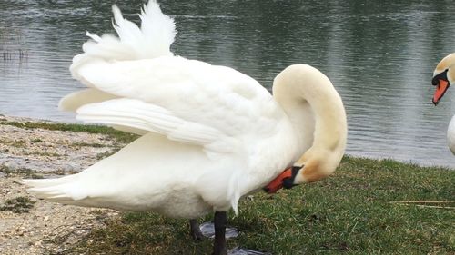 White swan in calm water
