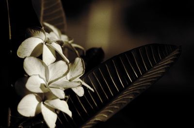 Close-up of white flowering plant