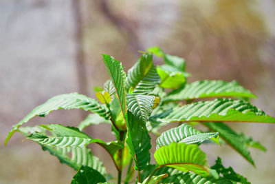 Close-up of freshh mitragyna speciosa or kratom leaves growing in the garden